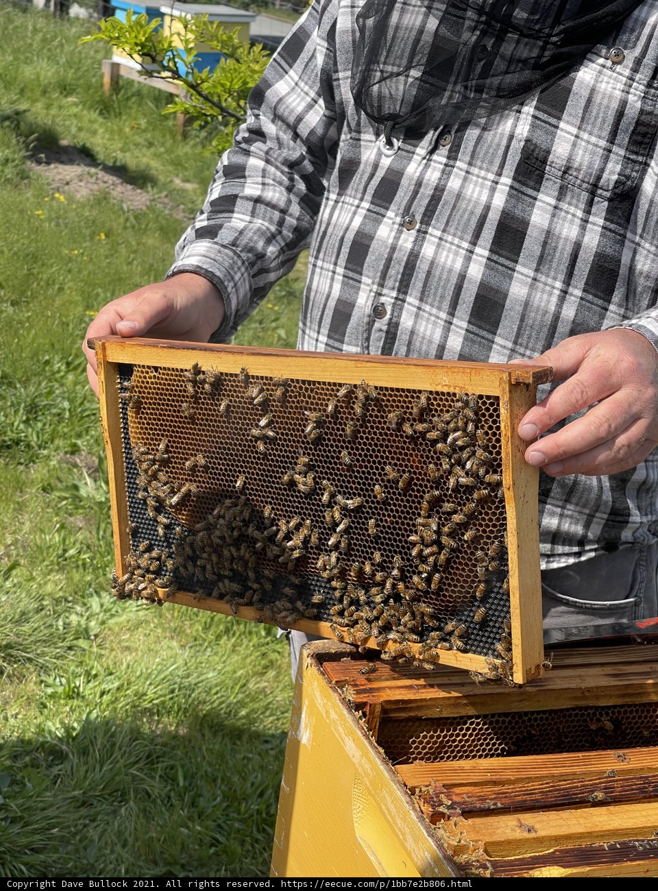 Beekeeper in Action