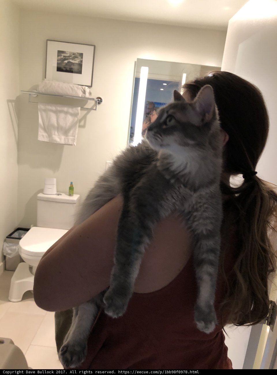 A Feline Spa Day