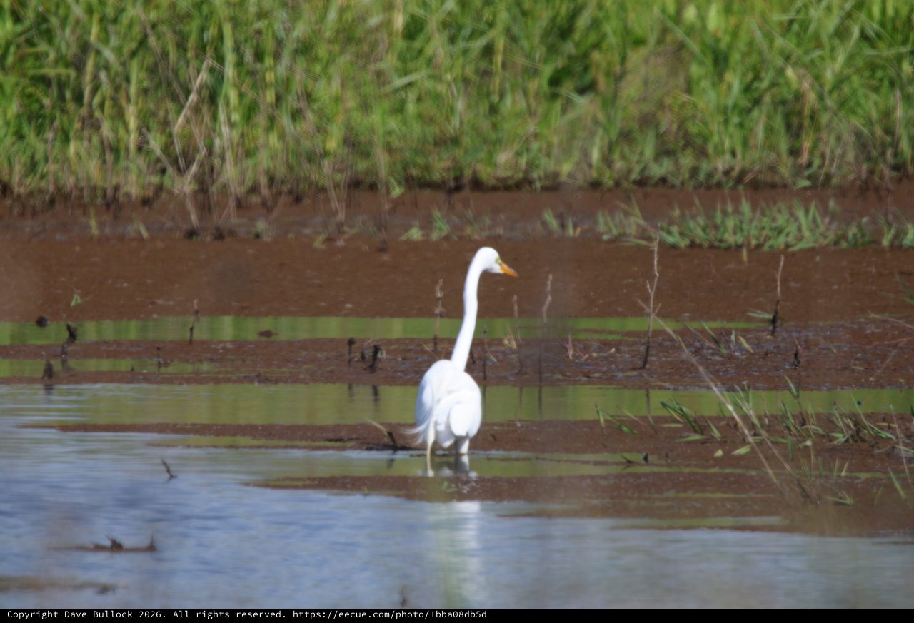 Great Egret Wading in Shallow Wetland Waters