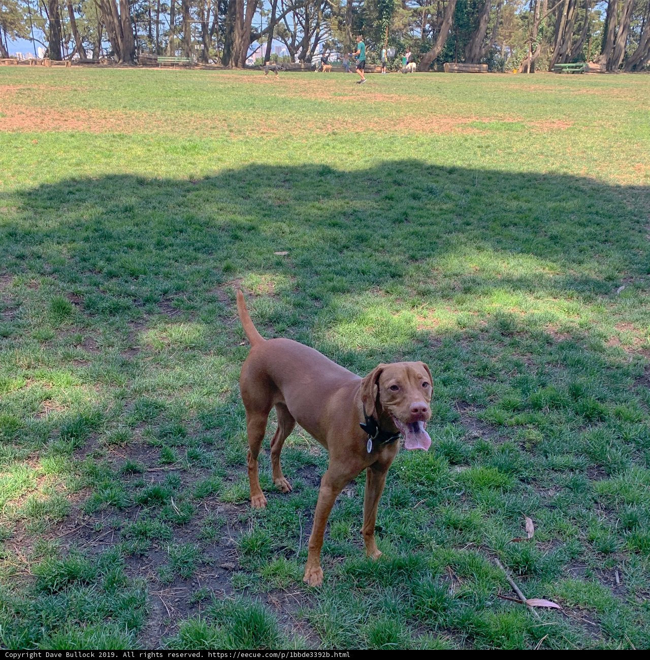Playful Pup in the Park