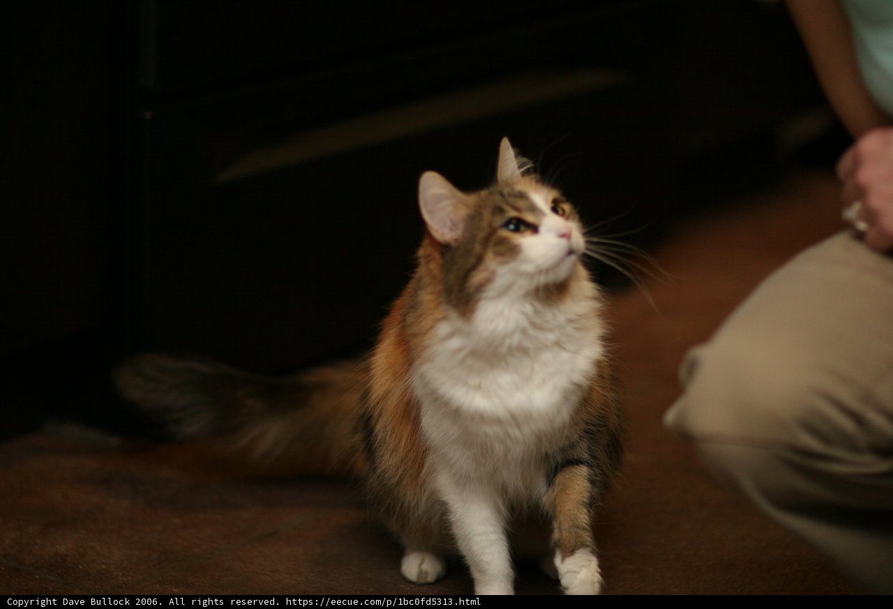 Abyssinian Cat Takes a Seat