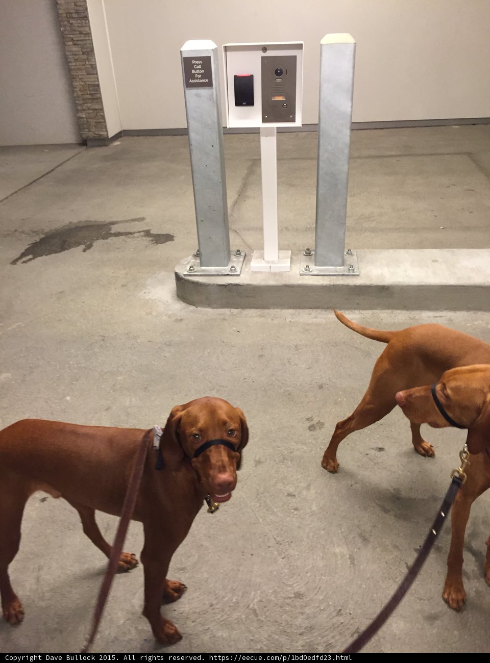 Vizslas at the Intercom