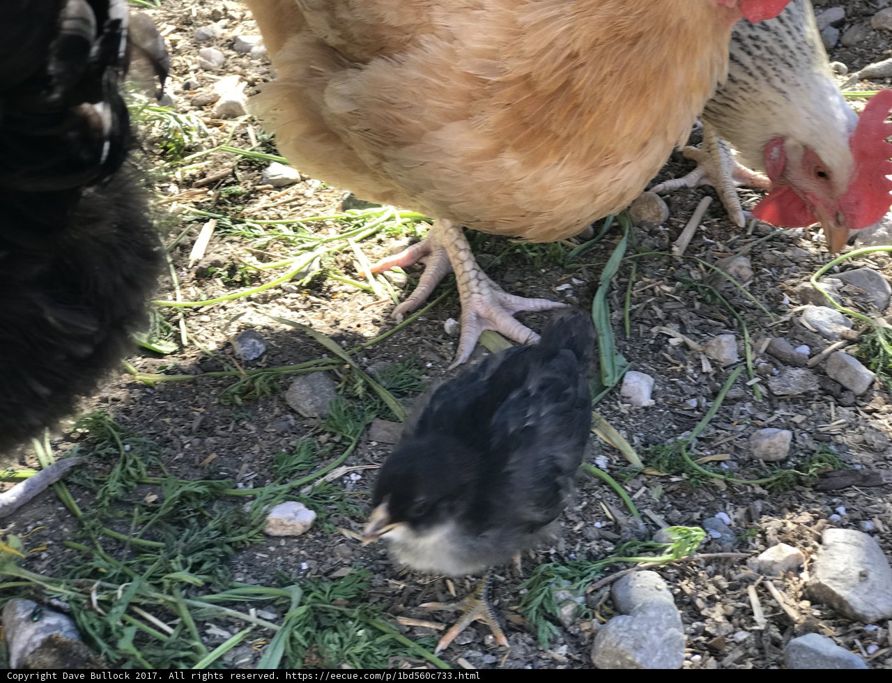 Feathered Friends in the California Sun