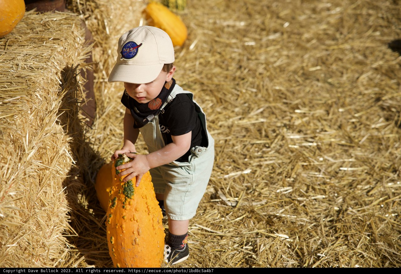 Autumn Harvest: Wesley's Pumpkin-Picking Adventure