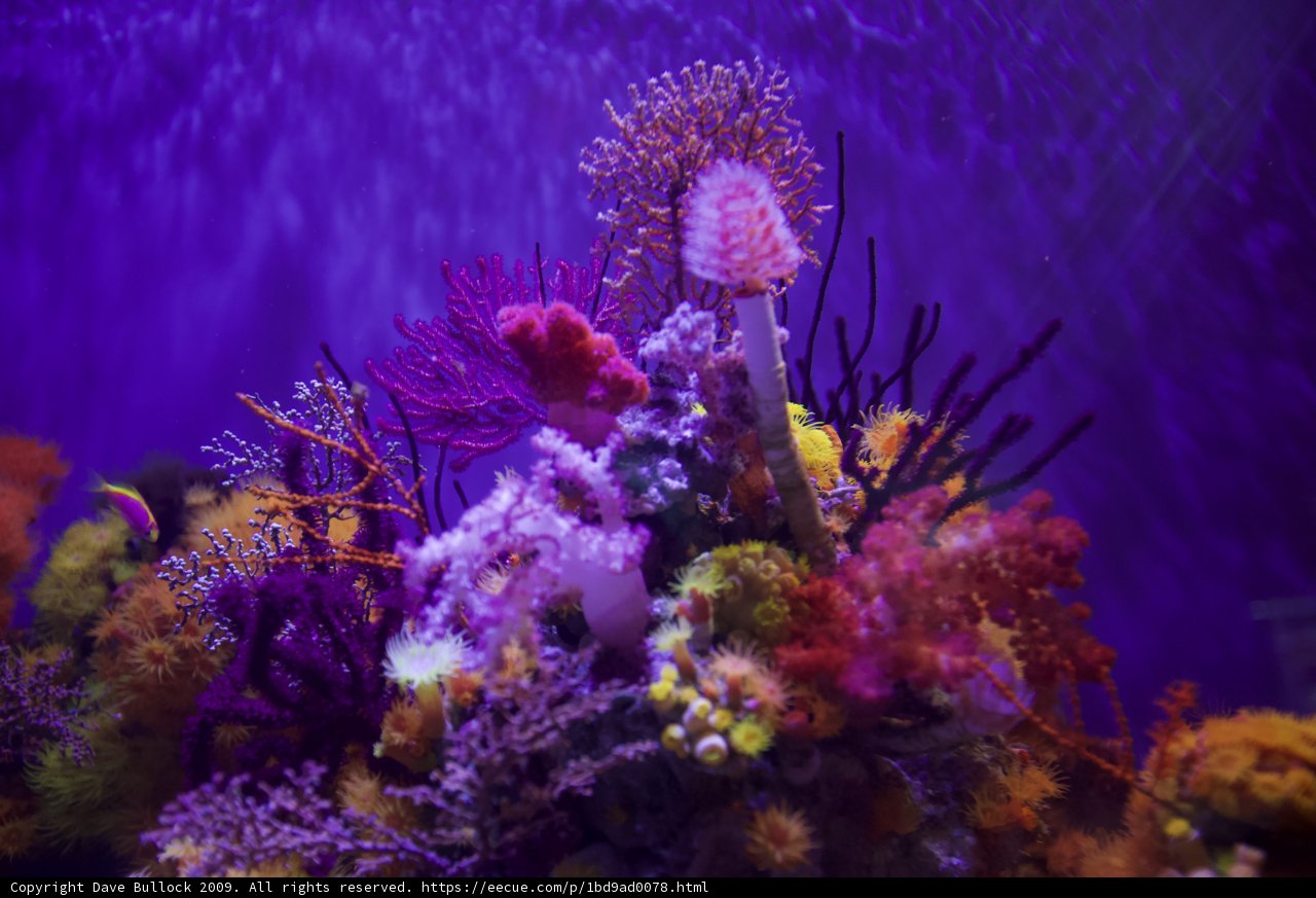 Colorful Coral Reef in Purple Waters