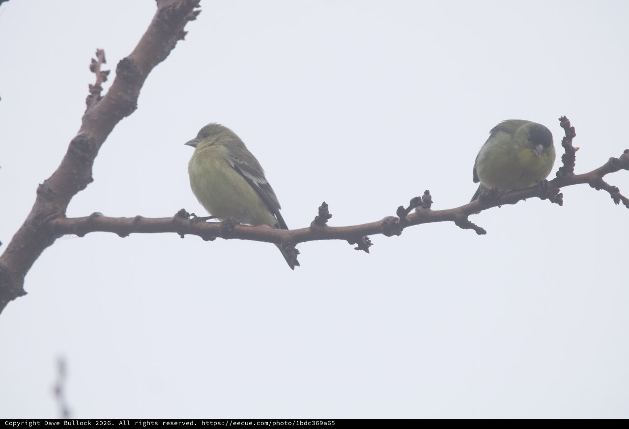 Two Goldfinches Perched on Winter Branch