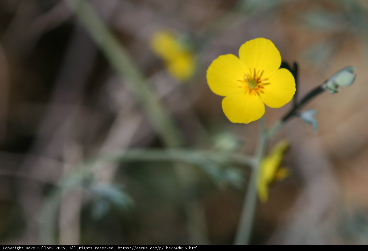 Lone Sunflower