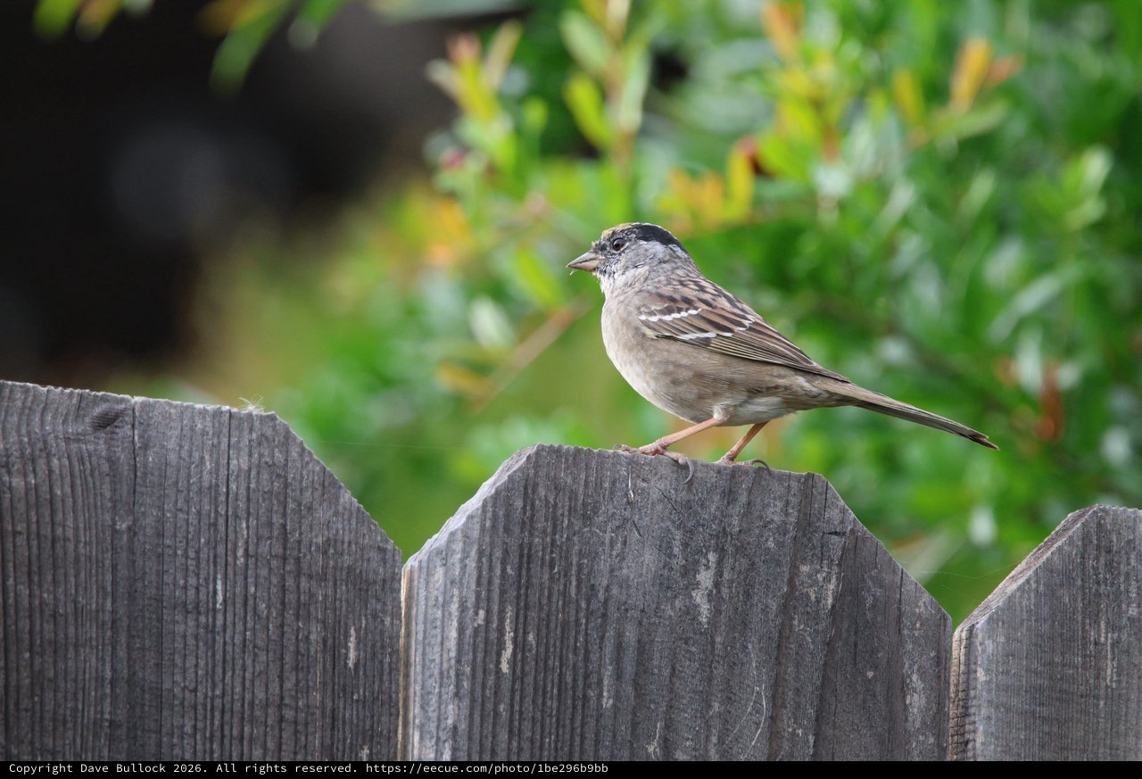 Golden-Crowned Sparrow Perched on Weathered Fence