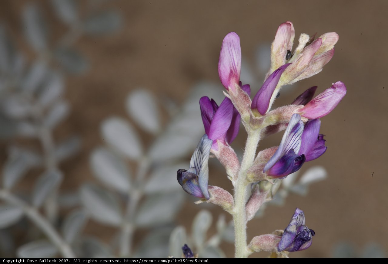 Purple Lupin Flower