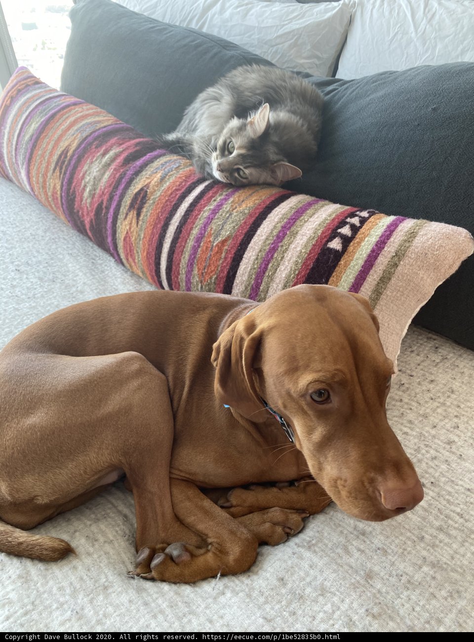 Furry snuggles on a cozy couch