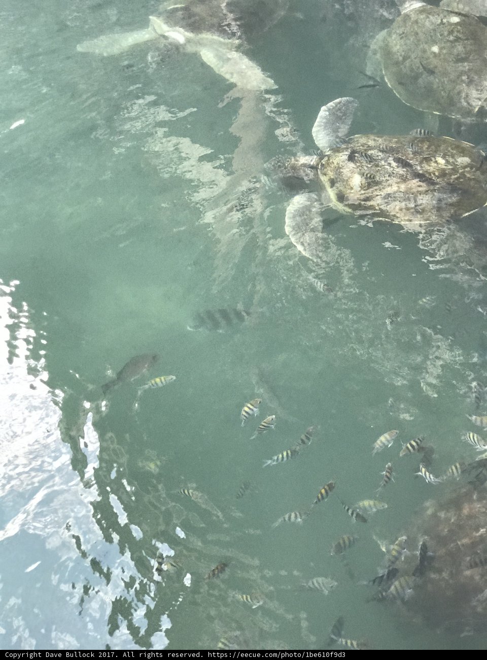 A Glimpse into Aquatic Life