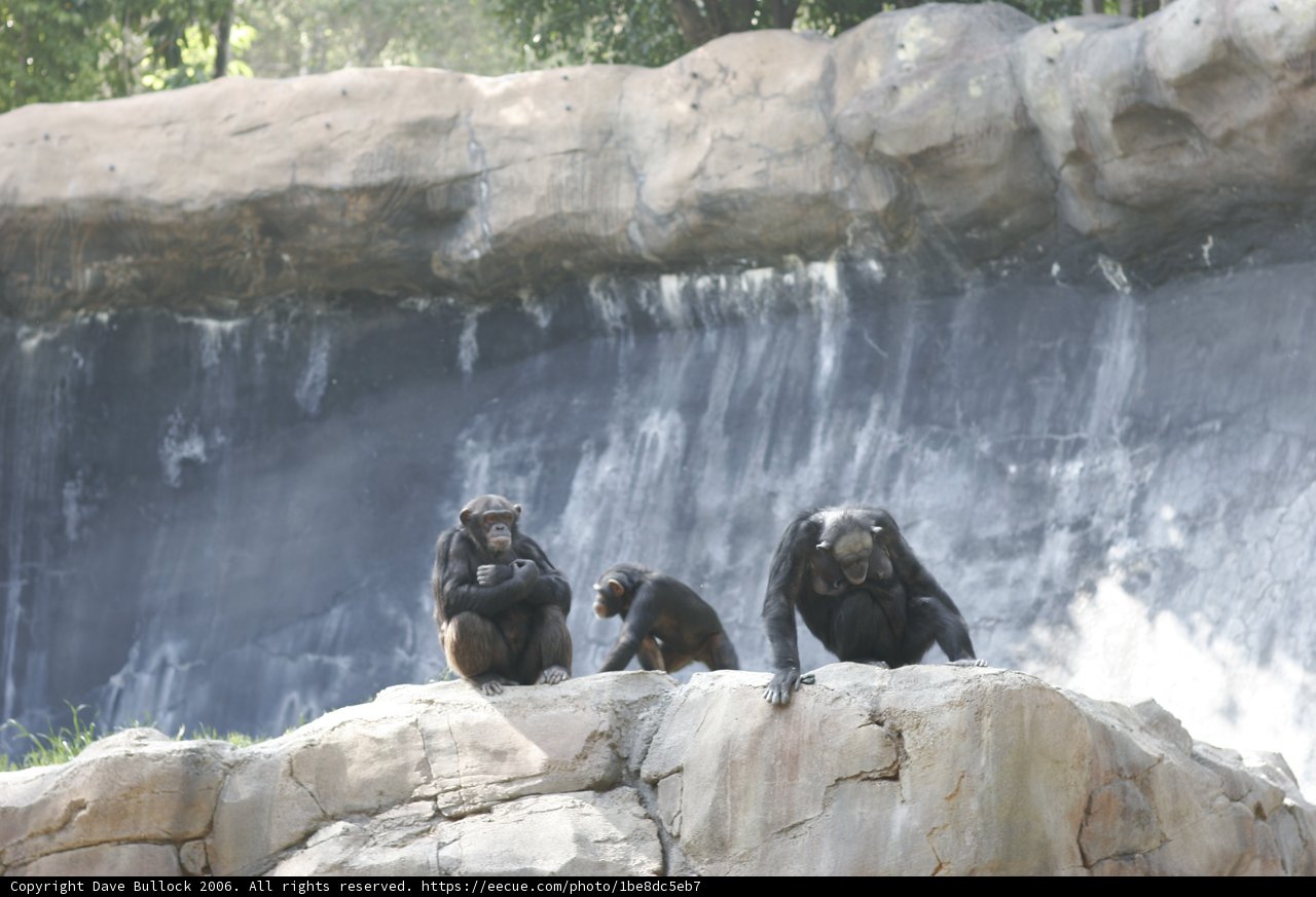 Monkeys at the Waterfall