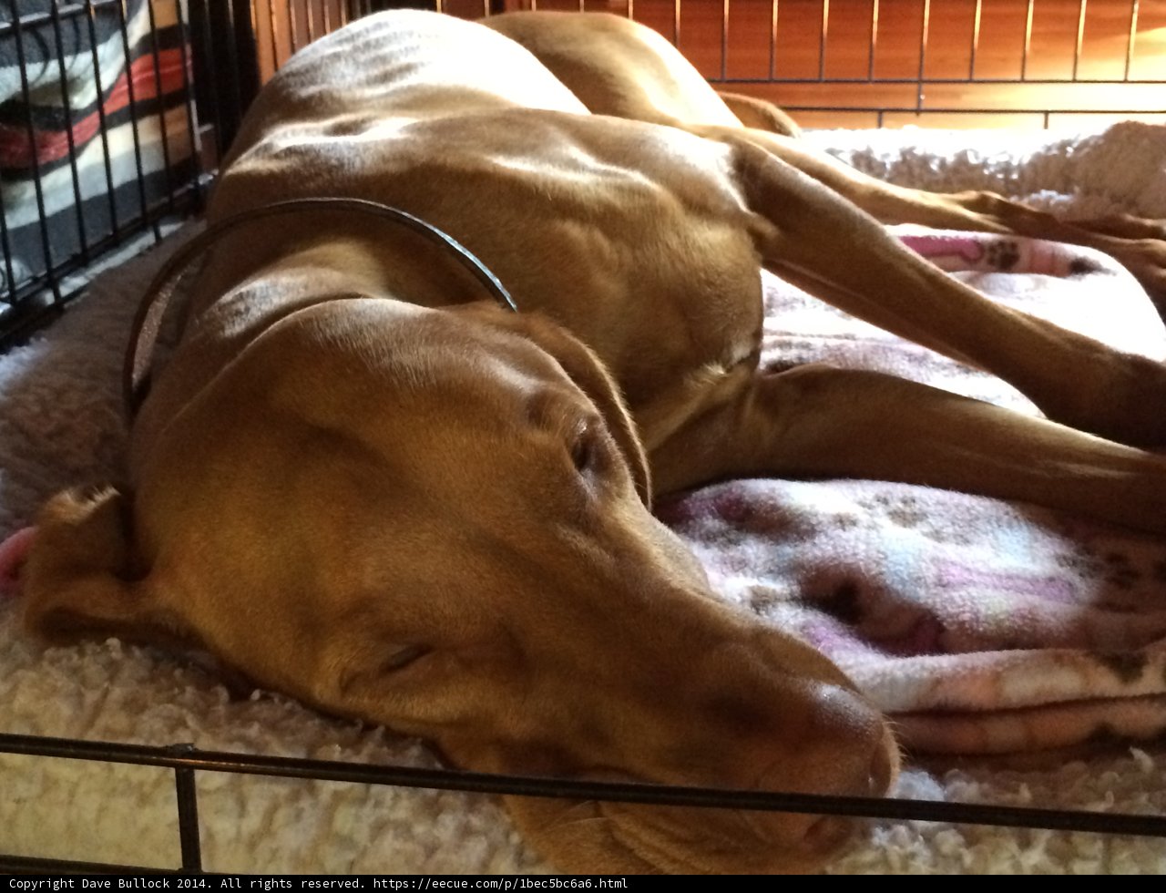 Resting Pup in His Cage