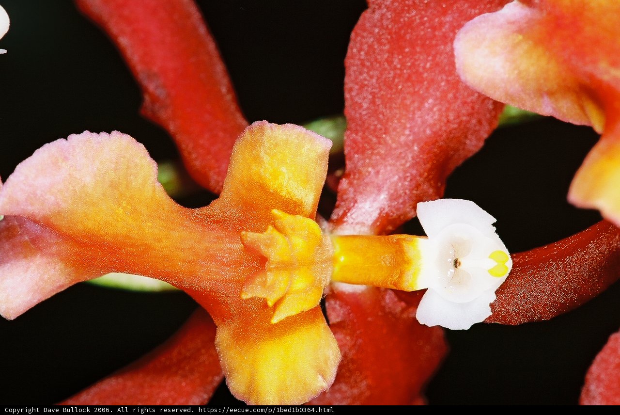 White-centered Orchid in Full Bloom