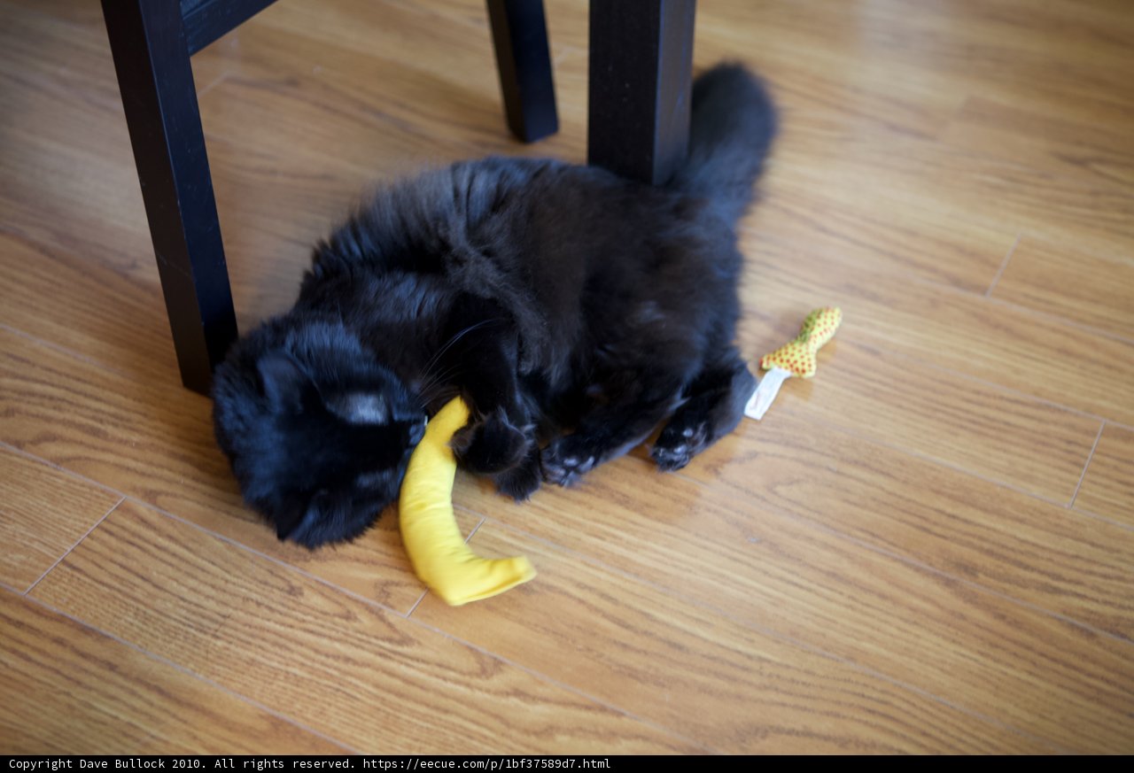 Wood Floors and Cat Claws