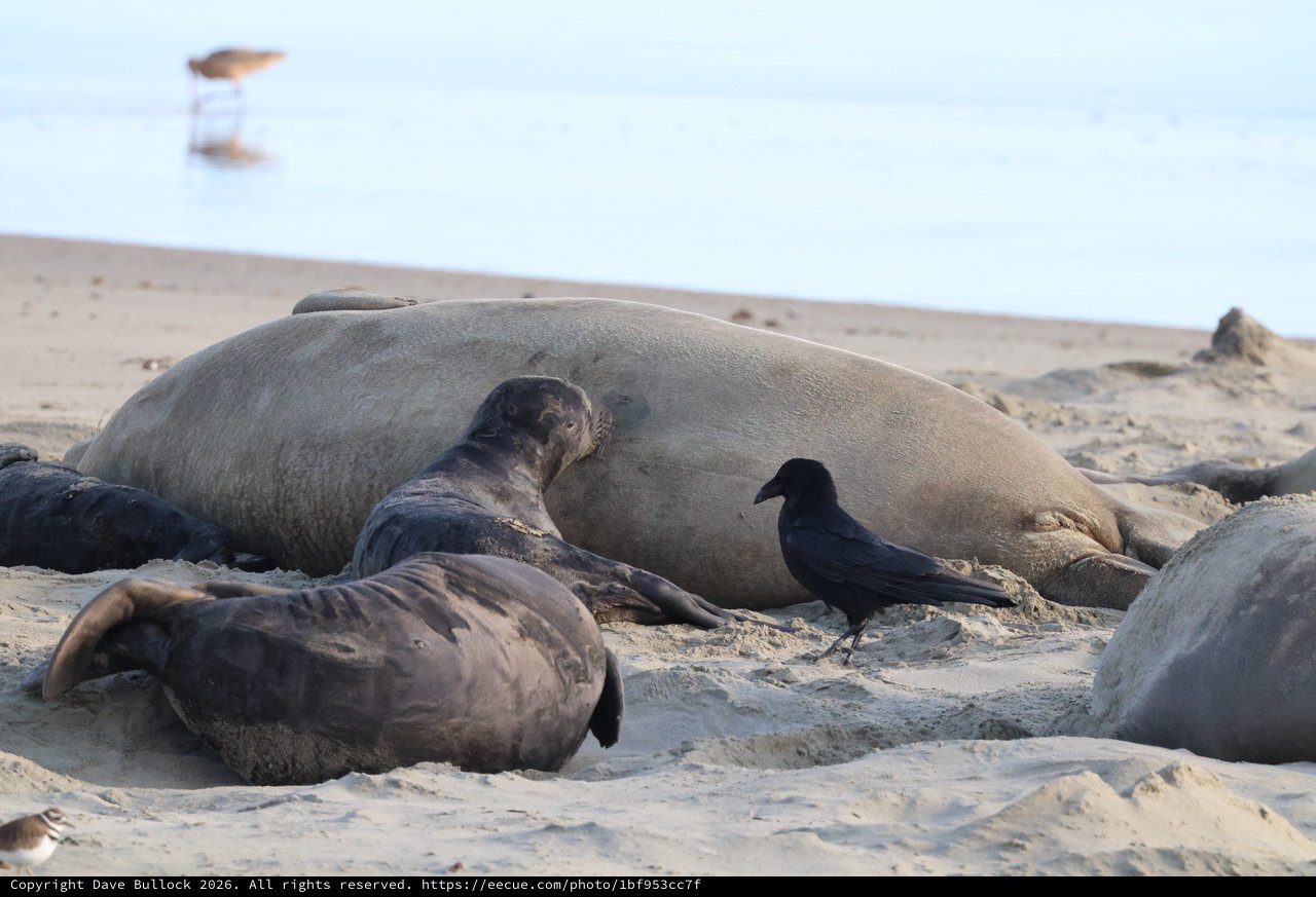 Elephant Seals Resting with Crow at Drakes Beach