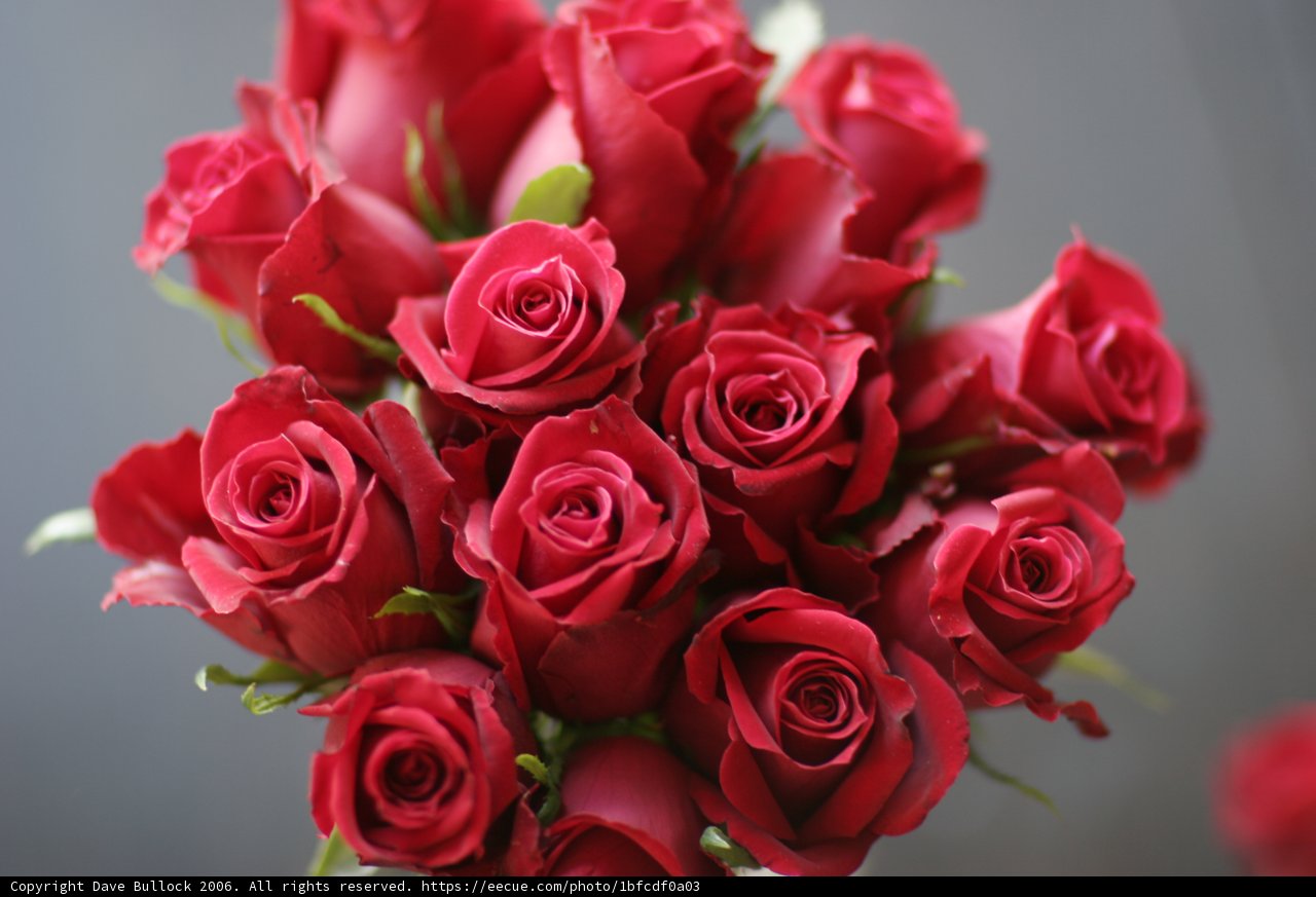 A Stunning Bouquet of 12 Red Roses