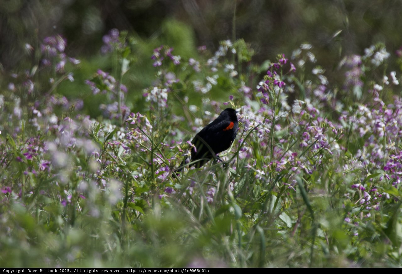 Blackbird Symphony