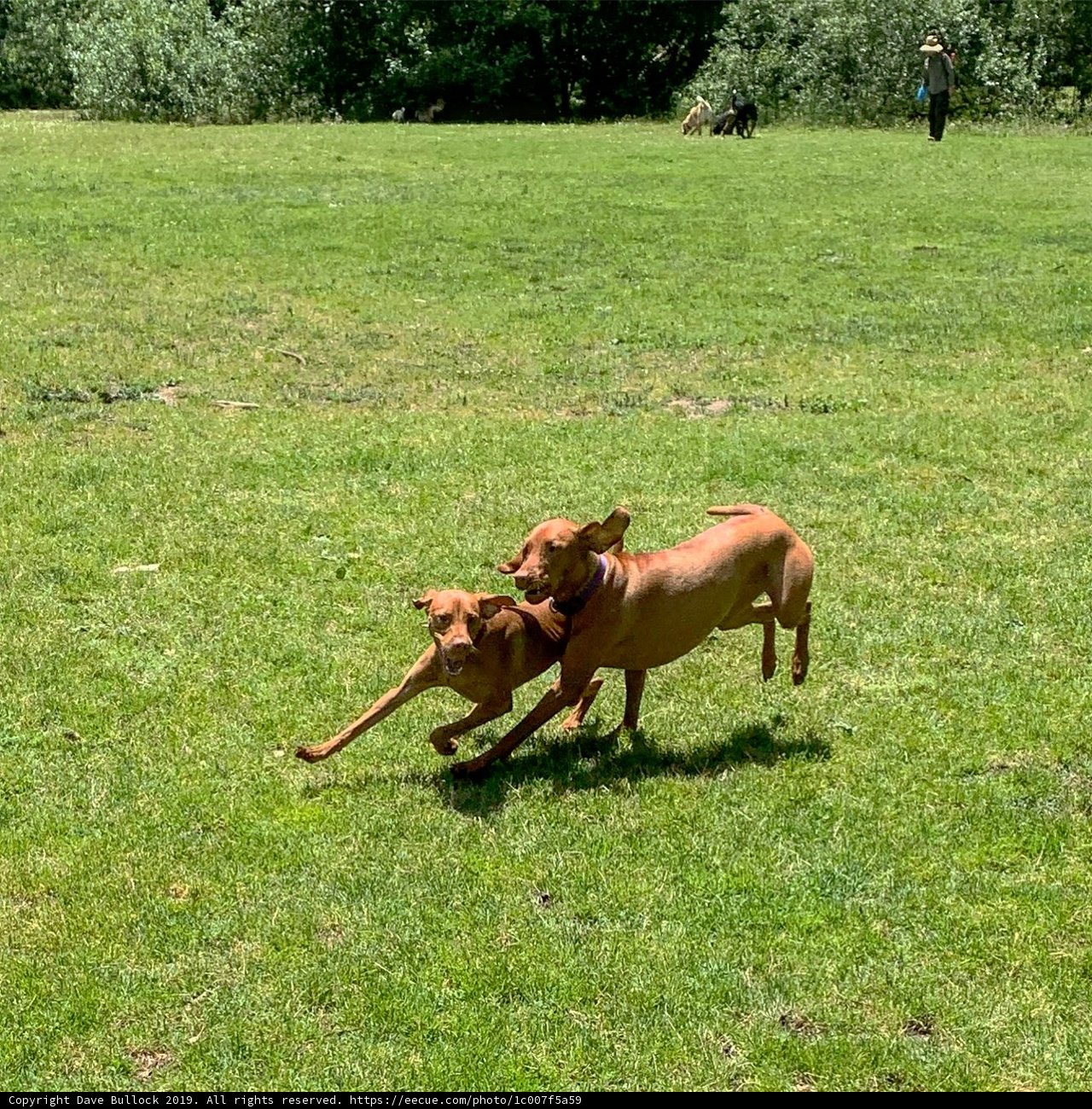 Playful Pups in Pine Lake Park