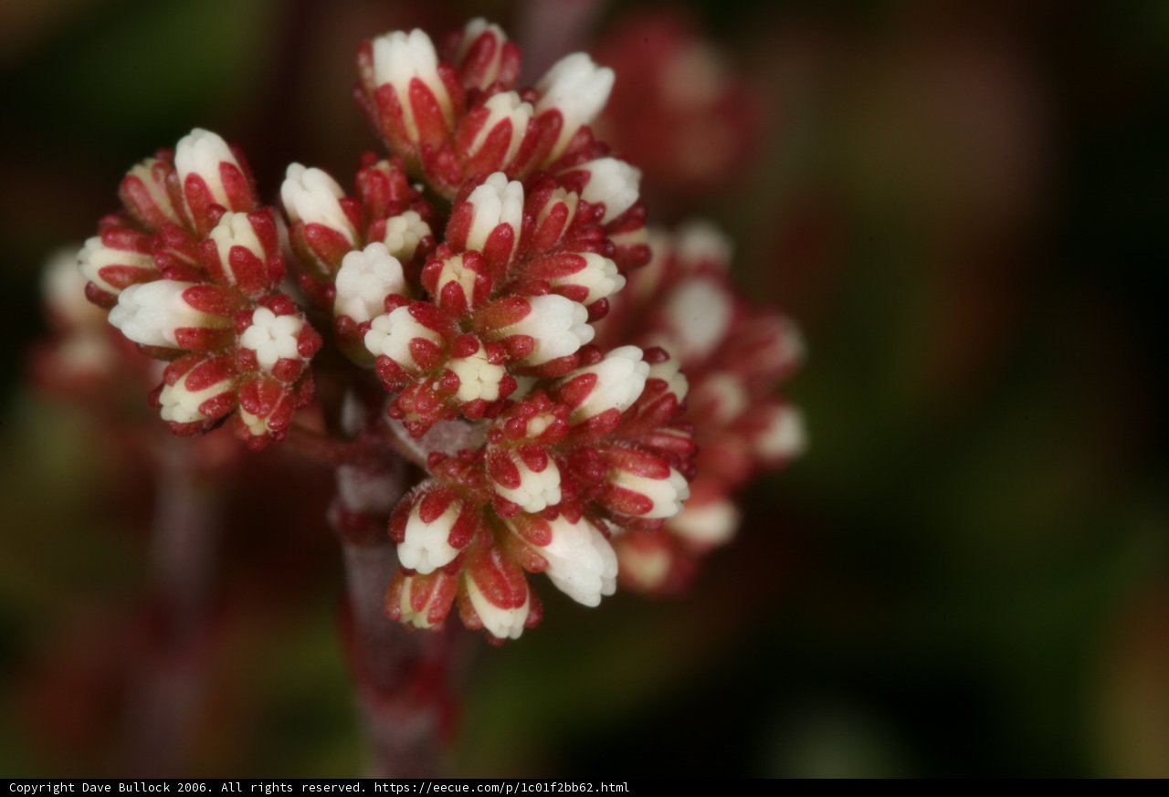 Red and White Geranium Flower with Pollen