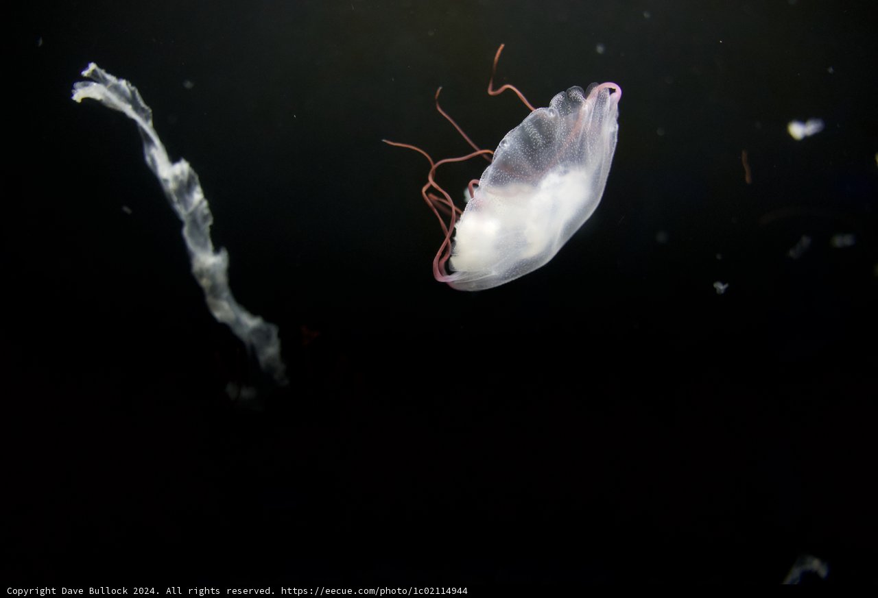 Delicate Dance of the Deep