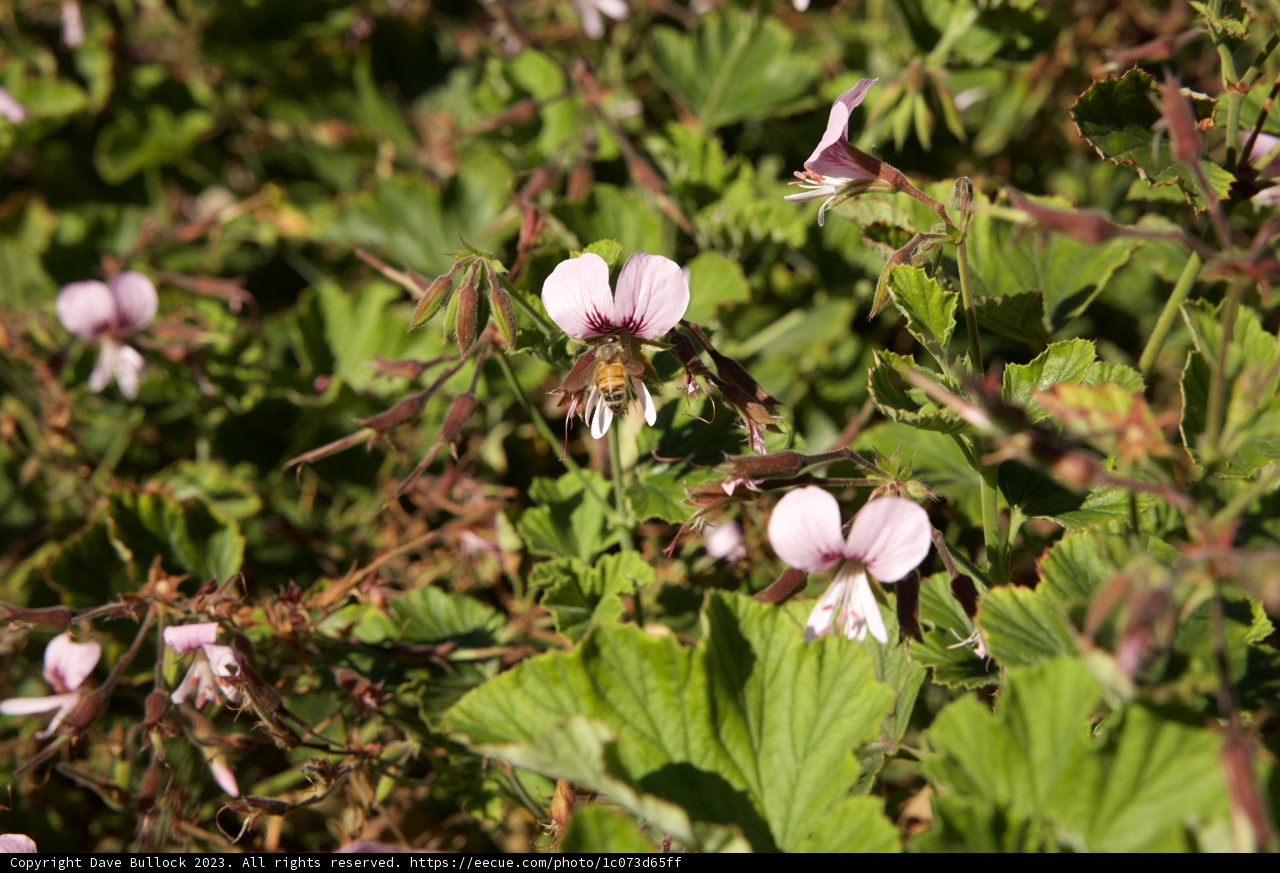 Blossom Encounter: A Day in Garden