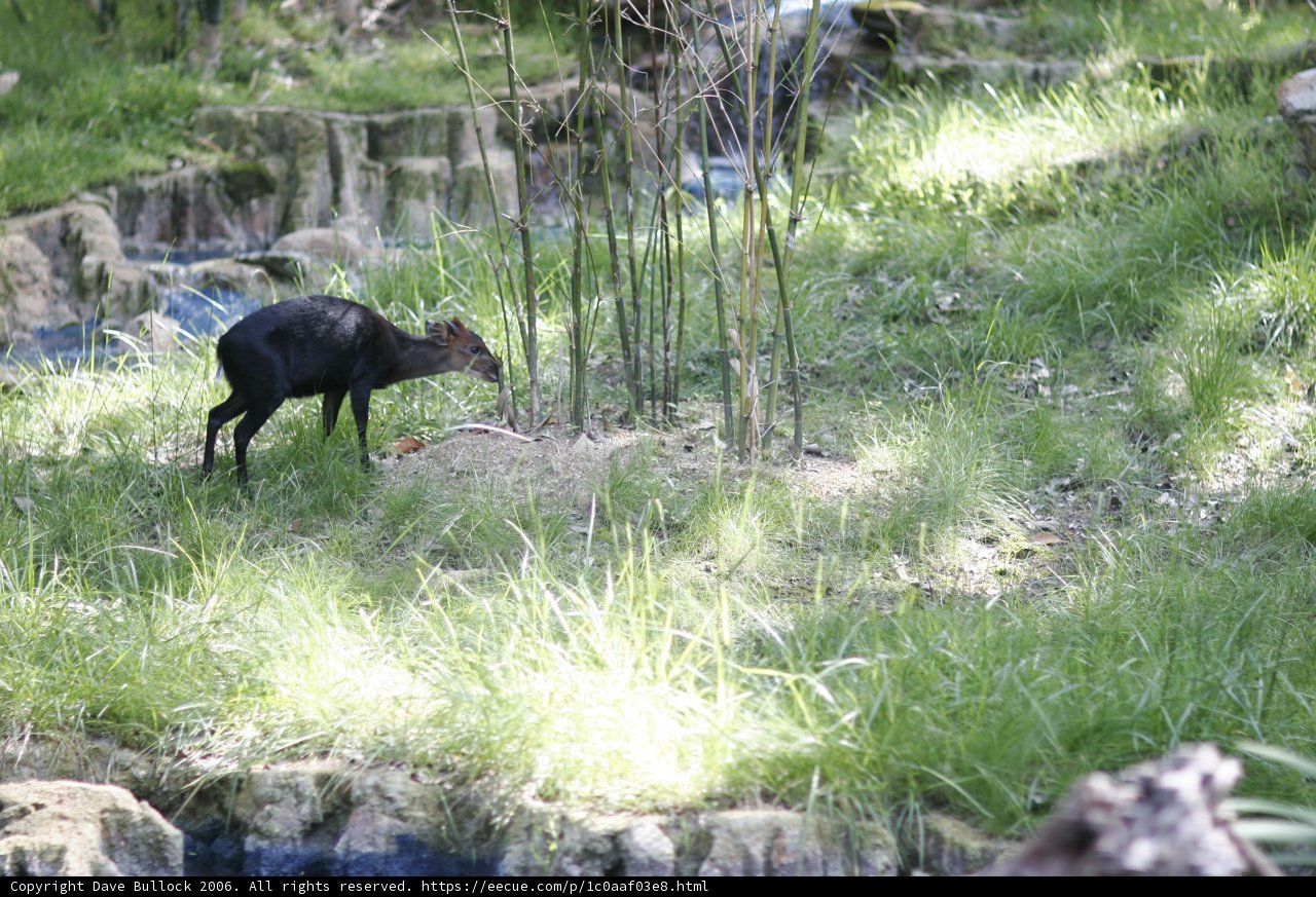 Majestic Antelope in the Wild