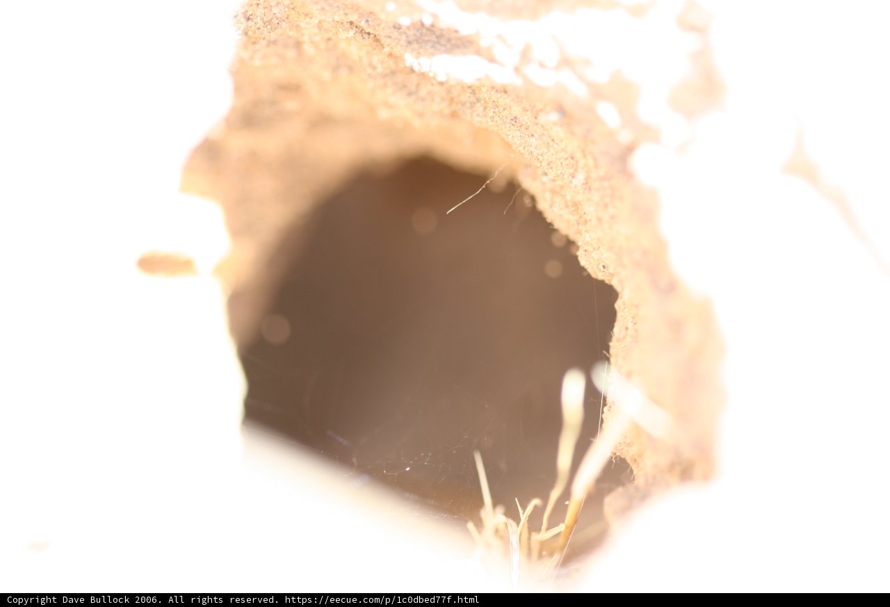 Crawling in the Dirt