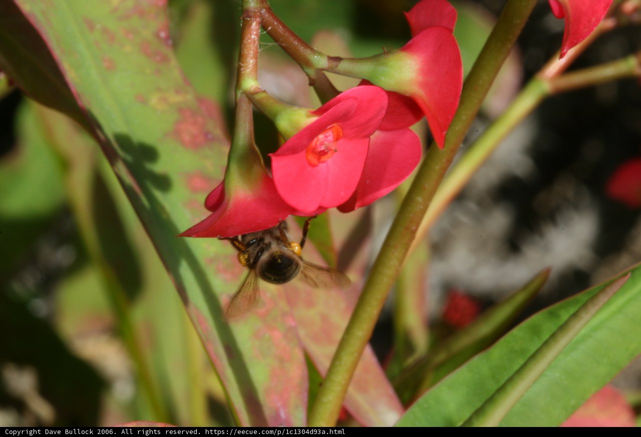 Buzzing Among the Petals