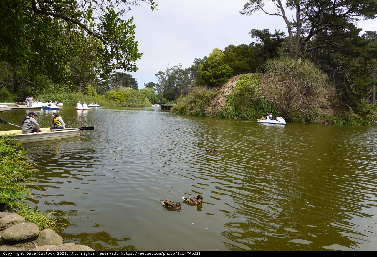 Peaceful Lake Boating with Ducks Swimming