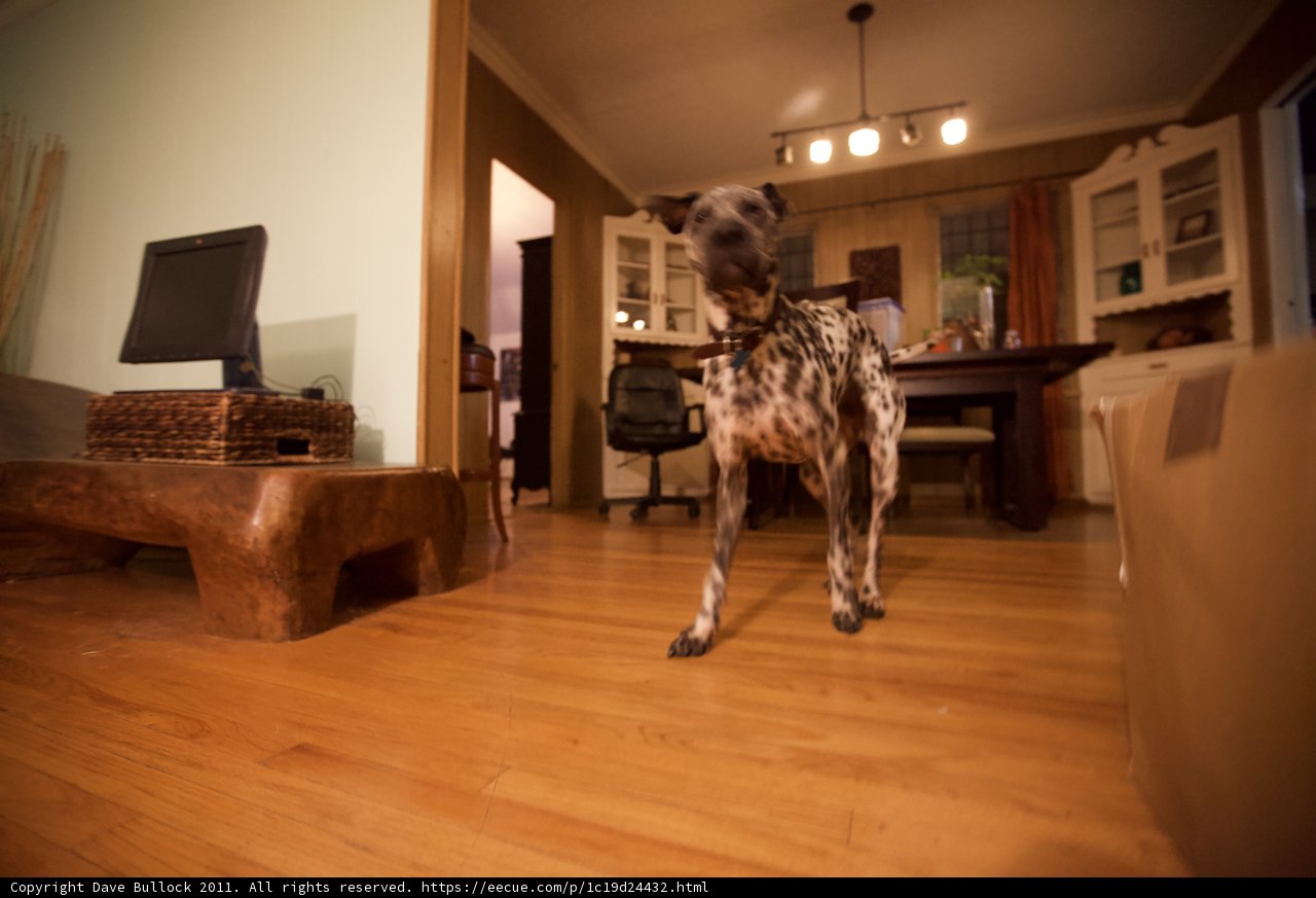 Canine Comforts in Contemporary Living Spaces