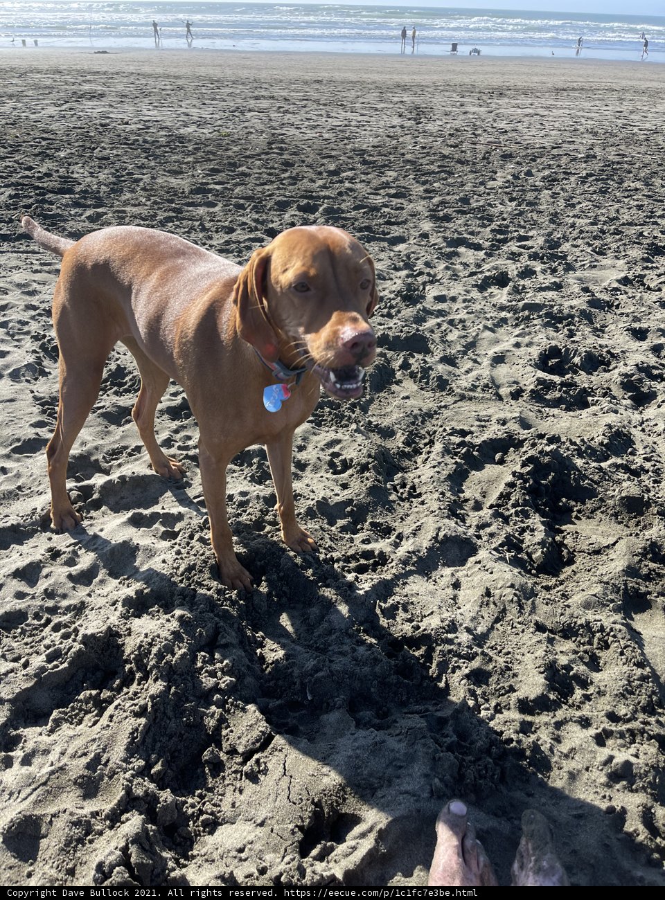 Canine Companion at Ocean Beach