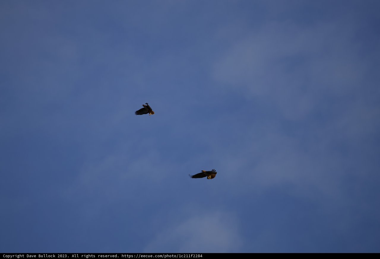 Sky Ballet: A Pair of Birds in Flight