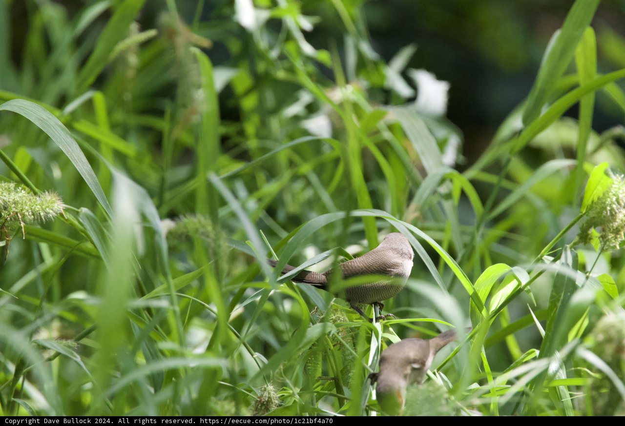 Whispering Wings in the Wild