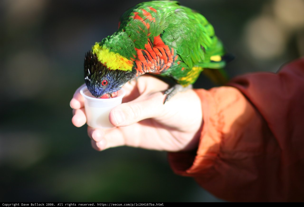 A Helping Hand for a Thirsty Bird