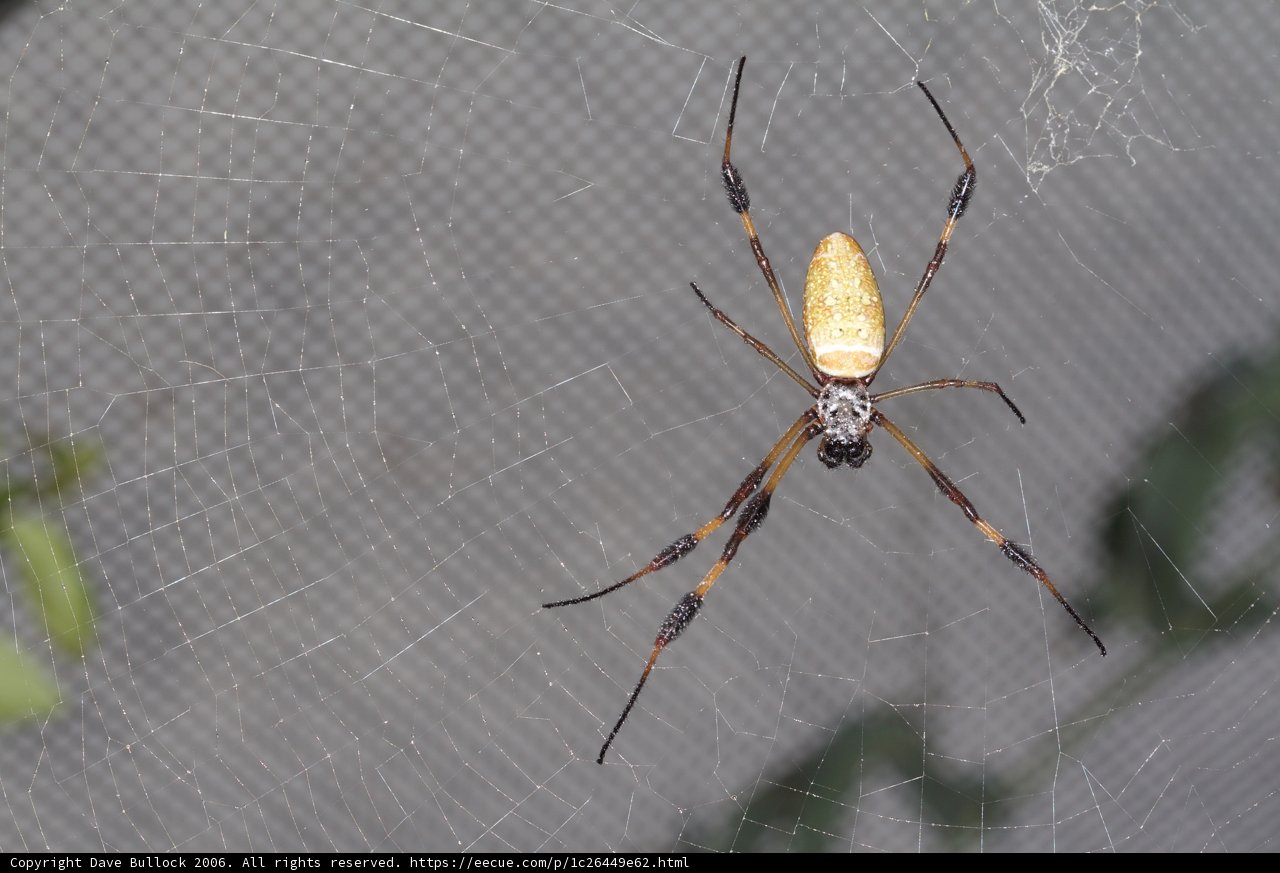 The Garden Spider on its Web