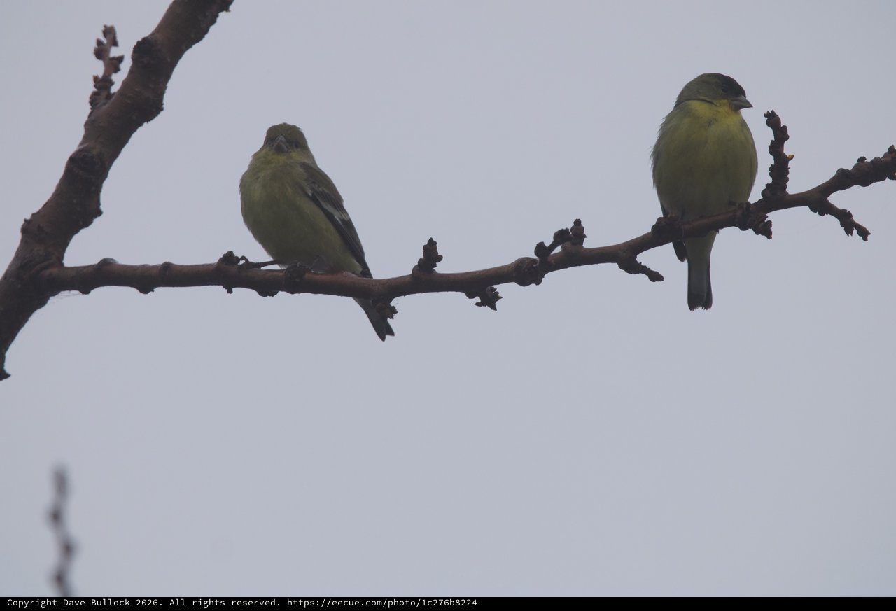 Two Greenfinches Perched on Winter Branch