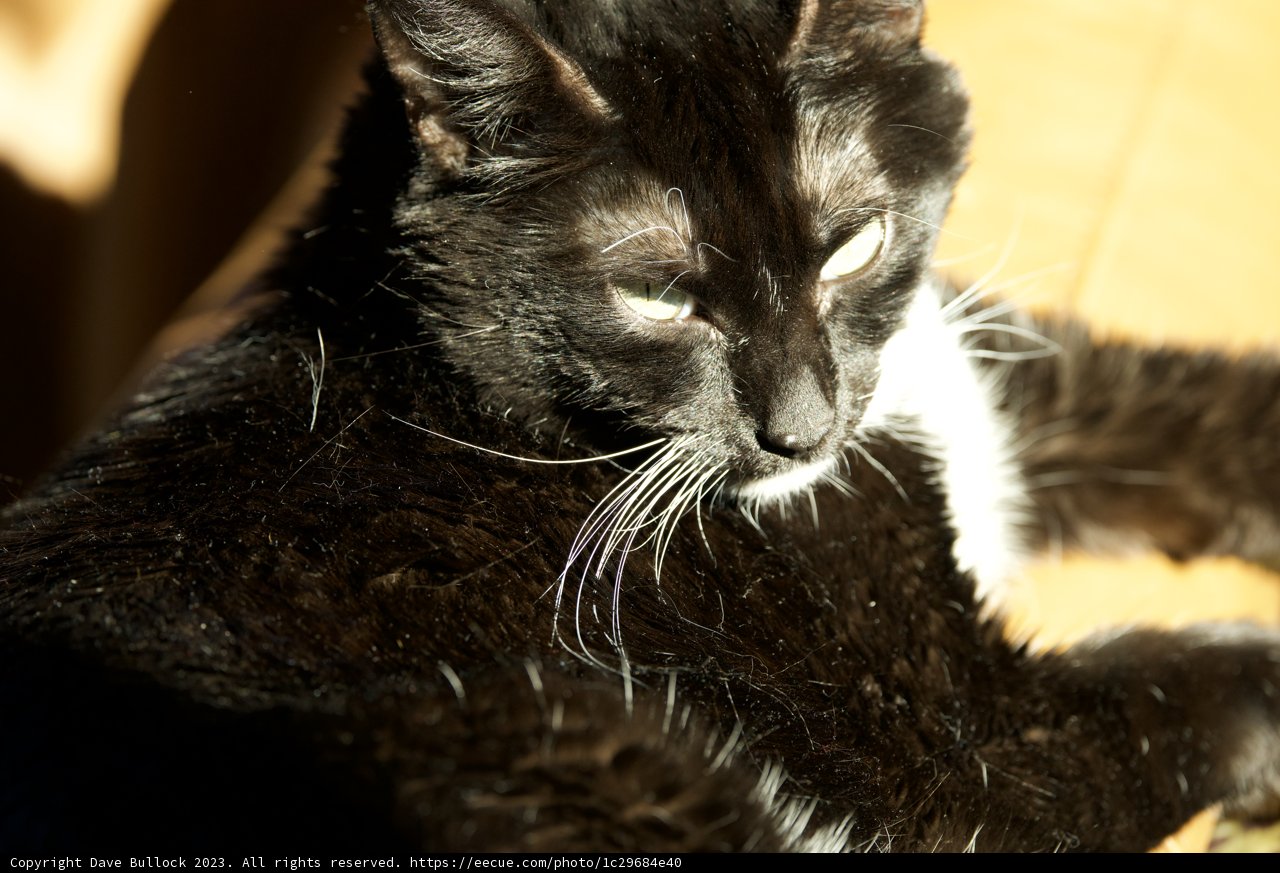 Monochrome Feline Elegance