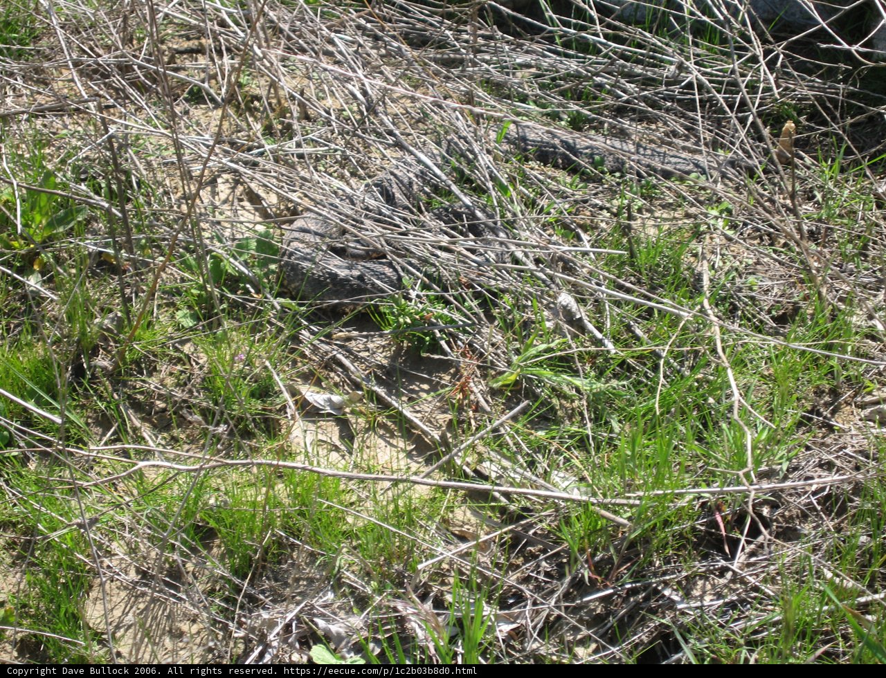 Camouflaged Hunter