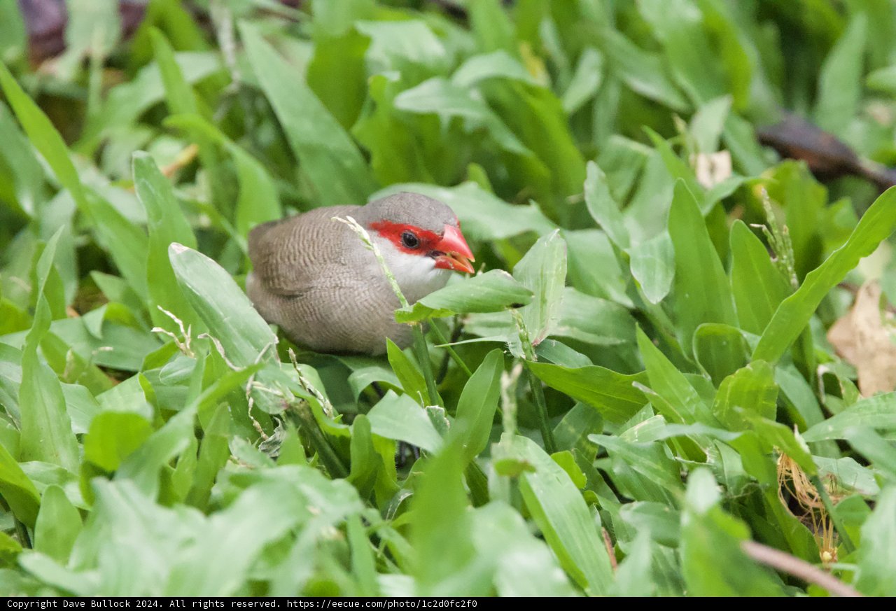 Hidden Gem: The Finch Among the Foliage