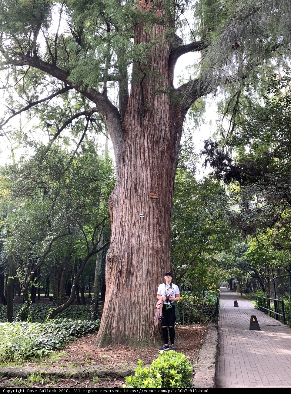 Towering Sequoia