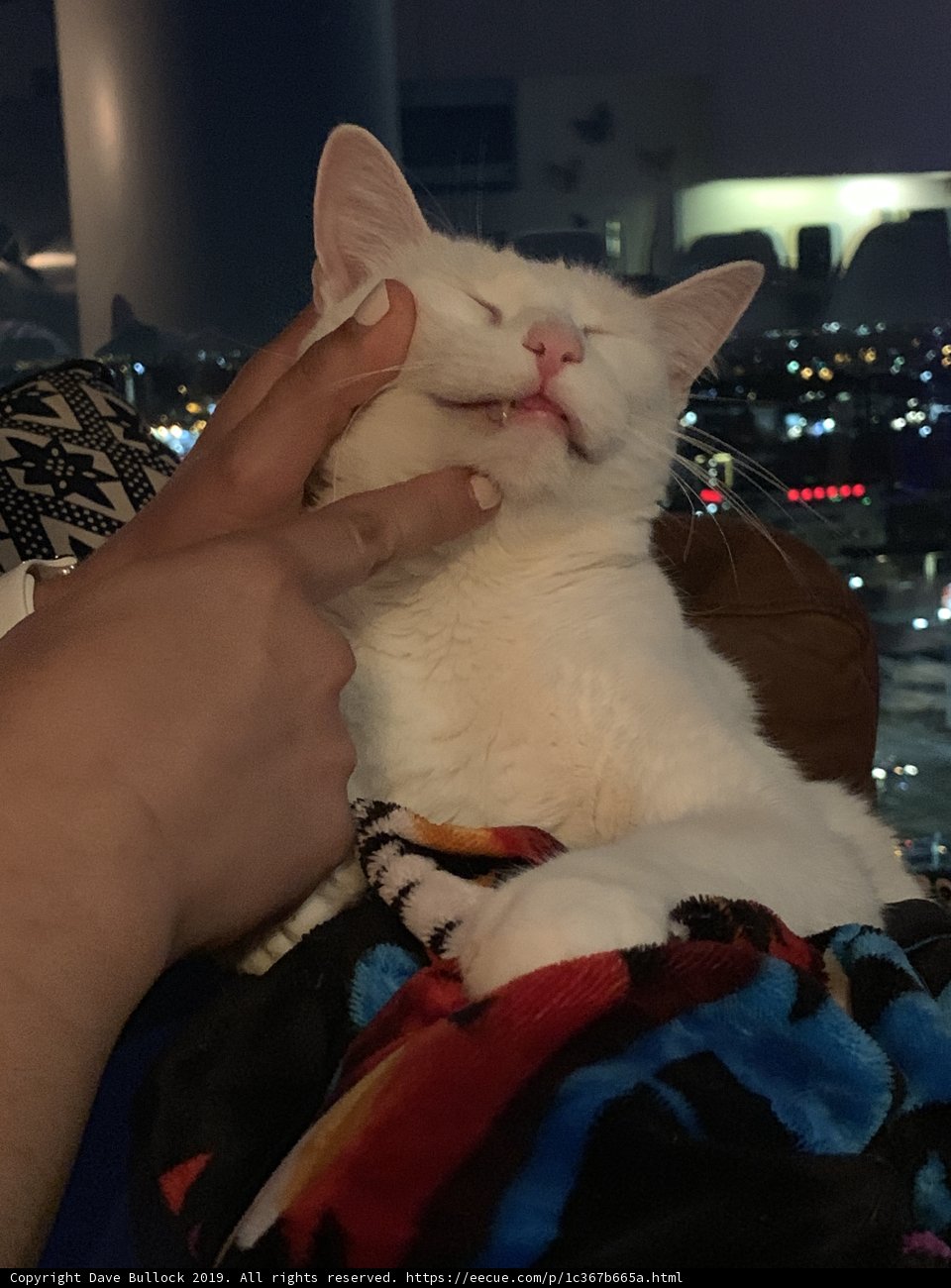 Cozy Couch Companions
