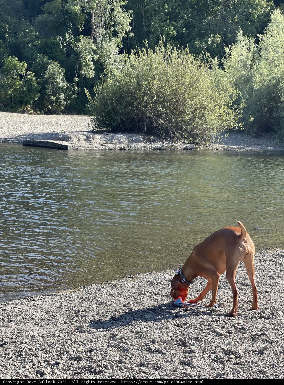 River Rascal