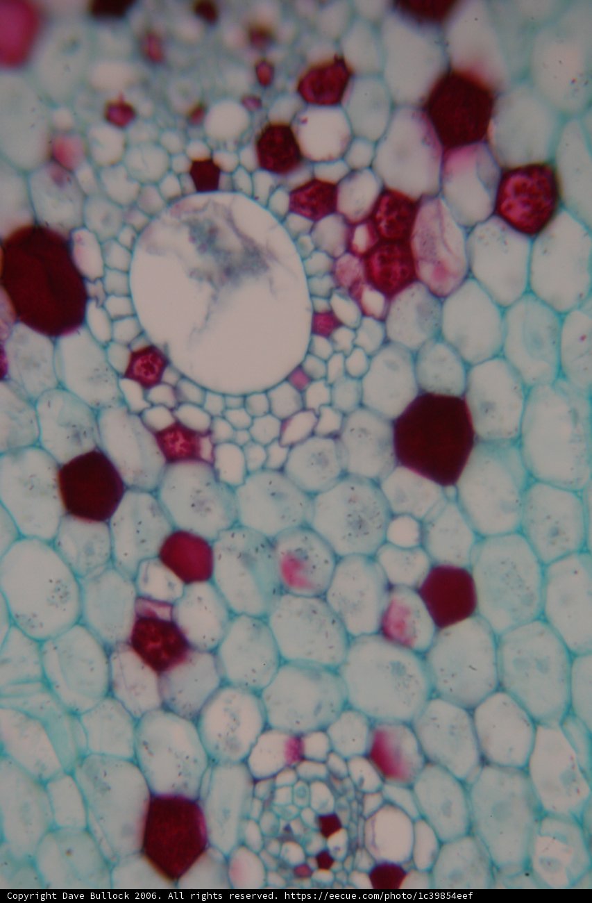 Microscopic Beauty