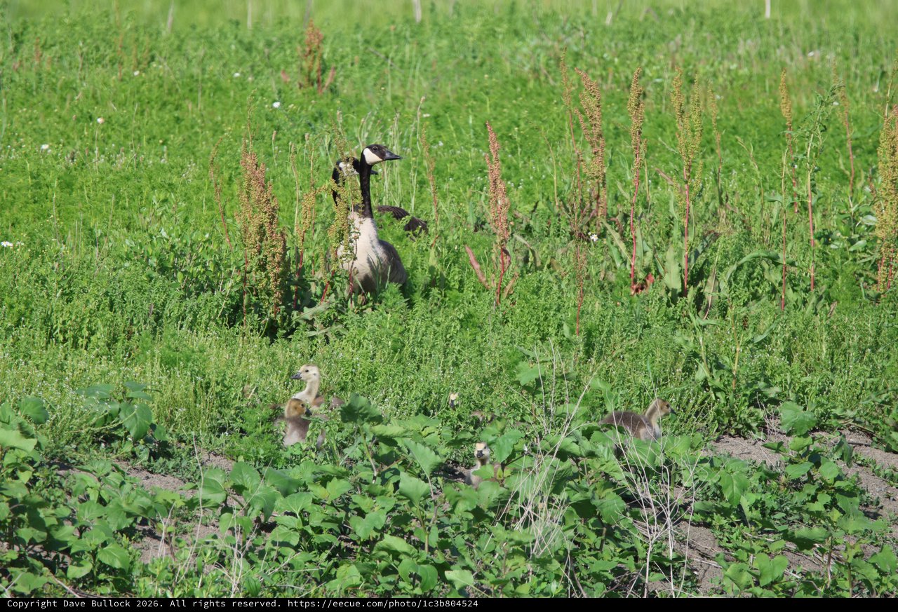 Canada Goose with Goslings in Yolo Wetlands