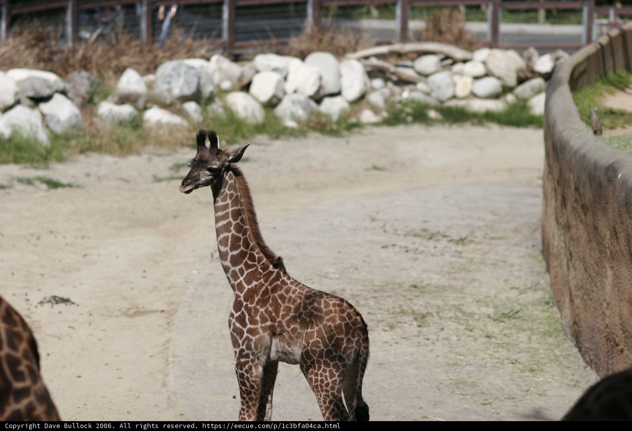 Tall and Majestic: A Giraffe at the Zoo