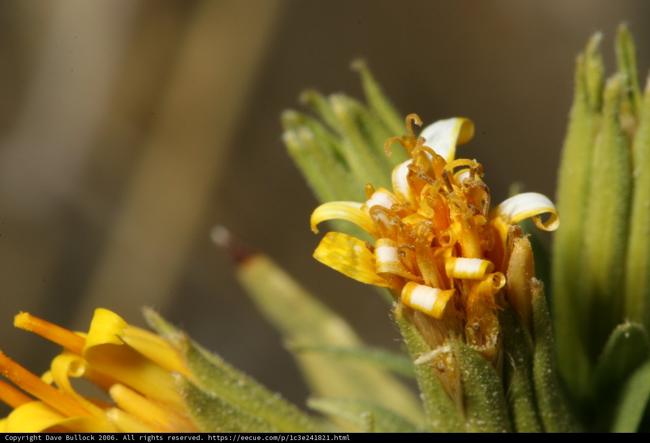 Vibrant Yellow Daisy in the Desert