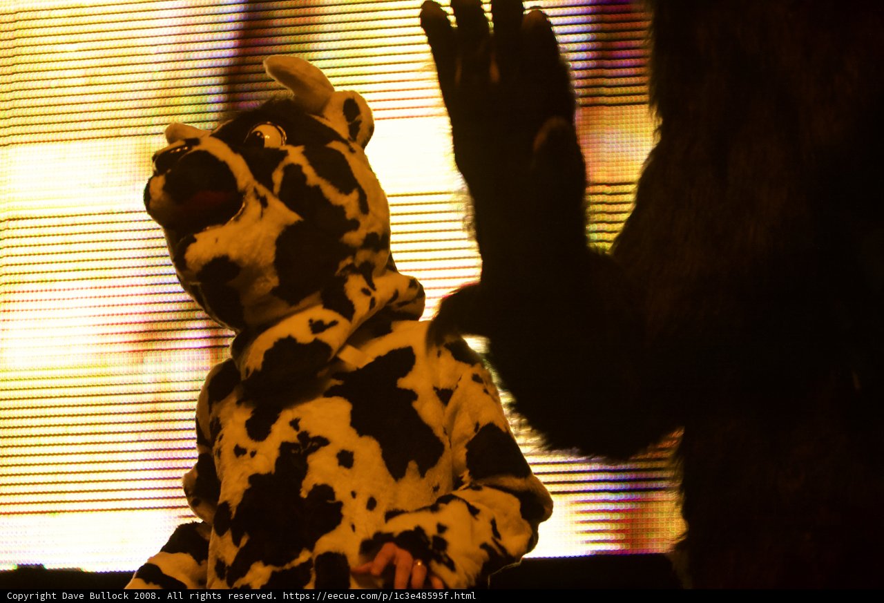 Moo-ving and Grooving at Coachella