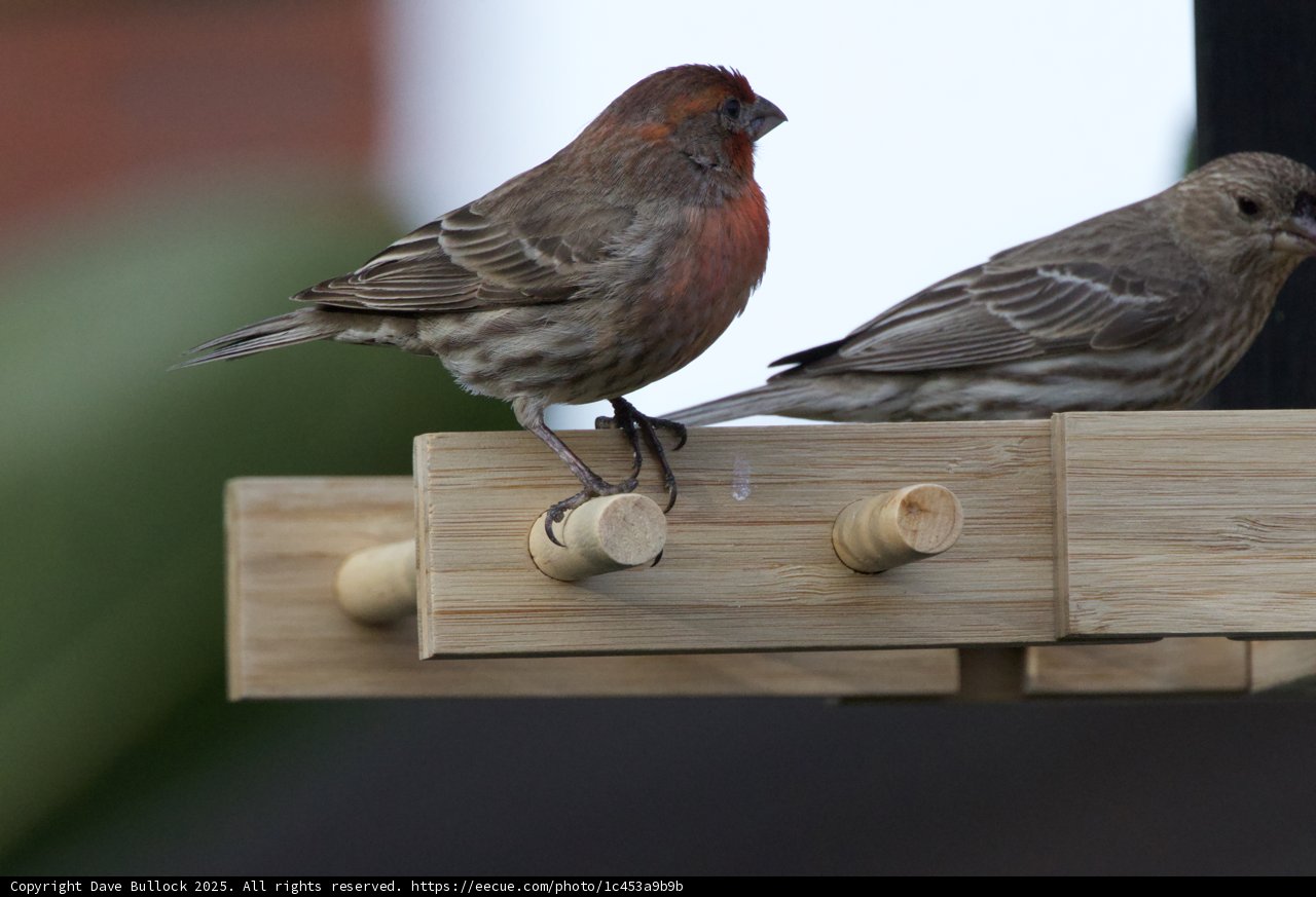 Chirping Companions