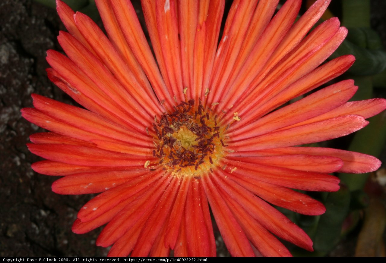 Radiant Daisy in Full Bloom